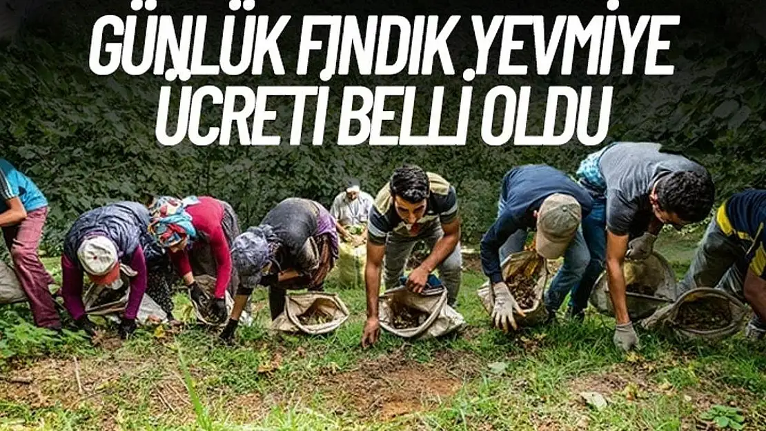 2024 günlük fındık yevmiyesi belli oldu