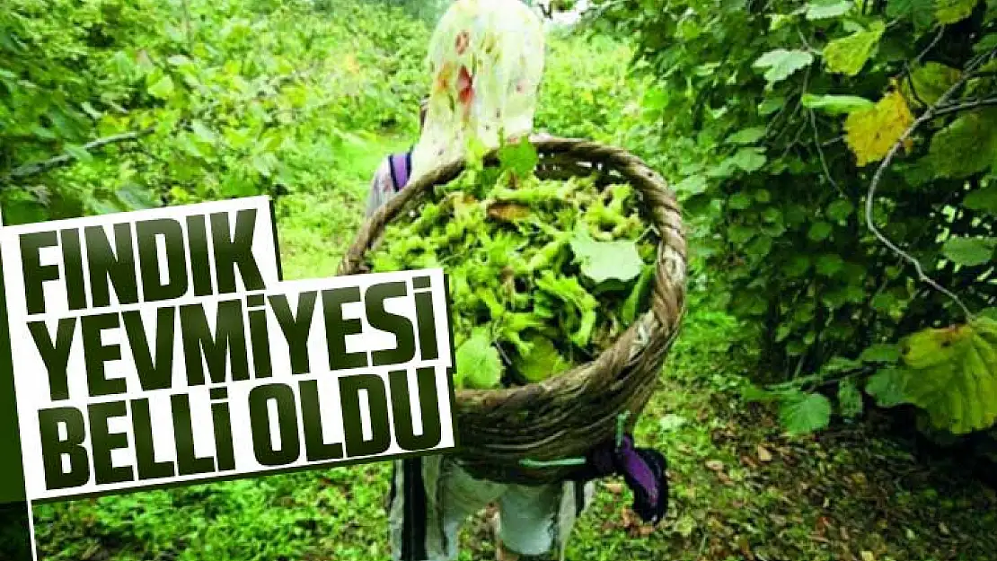 Samsun, Ordu Sakarya, Trabzon, Rize, Giresun ve Artvin'de fındık işçisinin yevmiyesi açıklandı