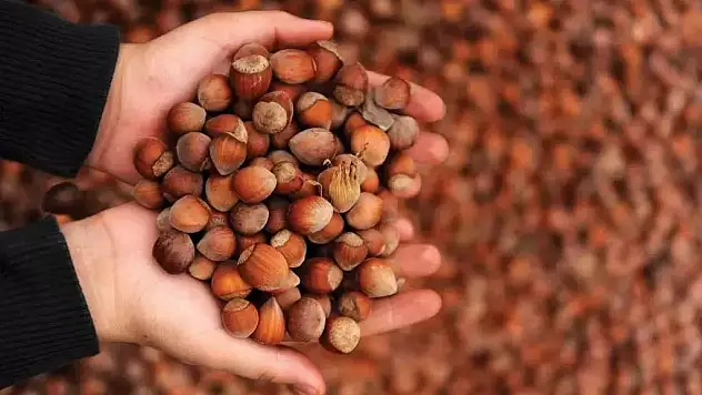 10 Eylül 2024 Salı fındık fiyatları belli oldu