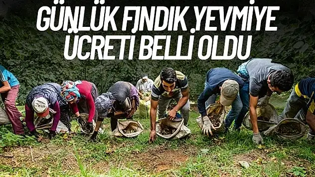 2024 günlük fındık yevmiyesi belli oldu