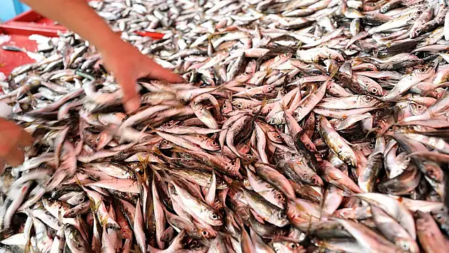 En çok satılan balıklar ve fiyat listesi belli oldu