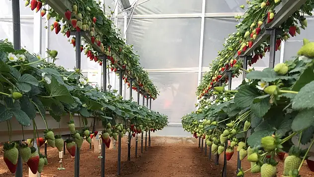 TARSİM yetiştirici hasar ödemesi ne zaman?