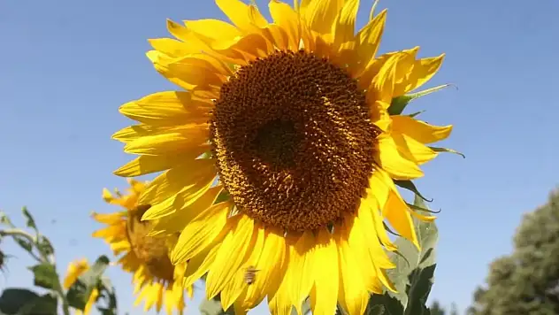 Trakya Birlik ayçiçek avans fiyatı açıklandı 2025