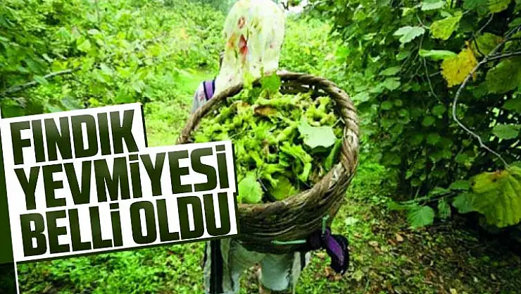 Samsun, Ordu Sakarya, Trabzon, Rize, Giresun ve Artvin'de fındık işçisinin yevmiyesi açıklandı