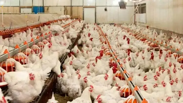Tavuk firmalarına dev ceza kesildi: işte sebebi