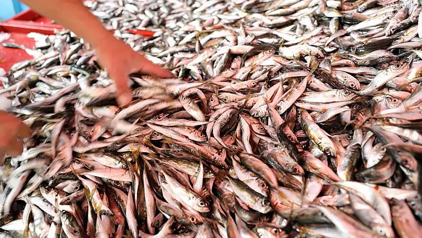 En çok satılan balıklar ve fiyat listesi belli oldu